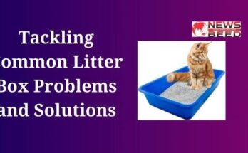 Litter Box Problems and Solutions